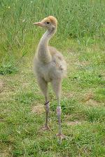 Green Black Yellow on 28th June 2013 Green Black Yellow on 28th June 2013